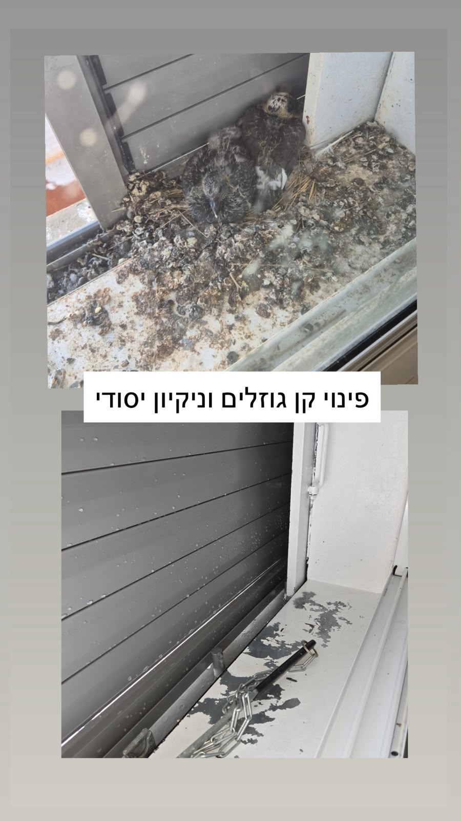 פינוי קן גוזלים וניקיון יסודי