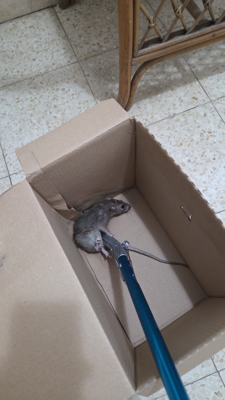 תפיסה ושחרור חולדה